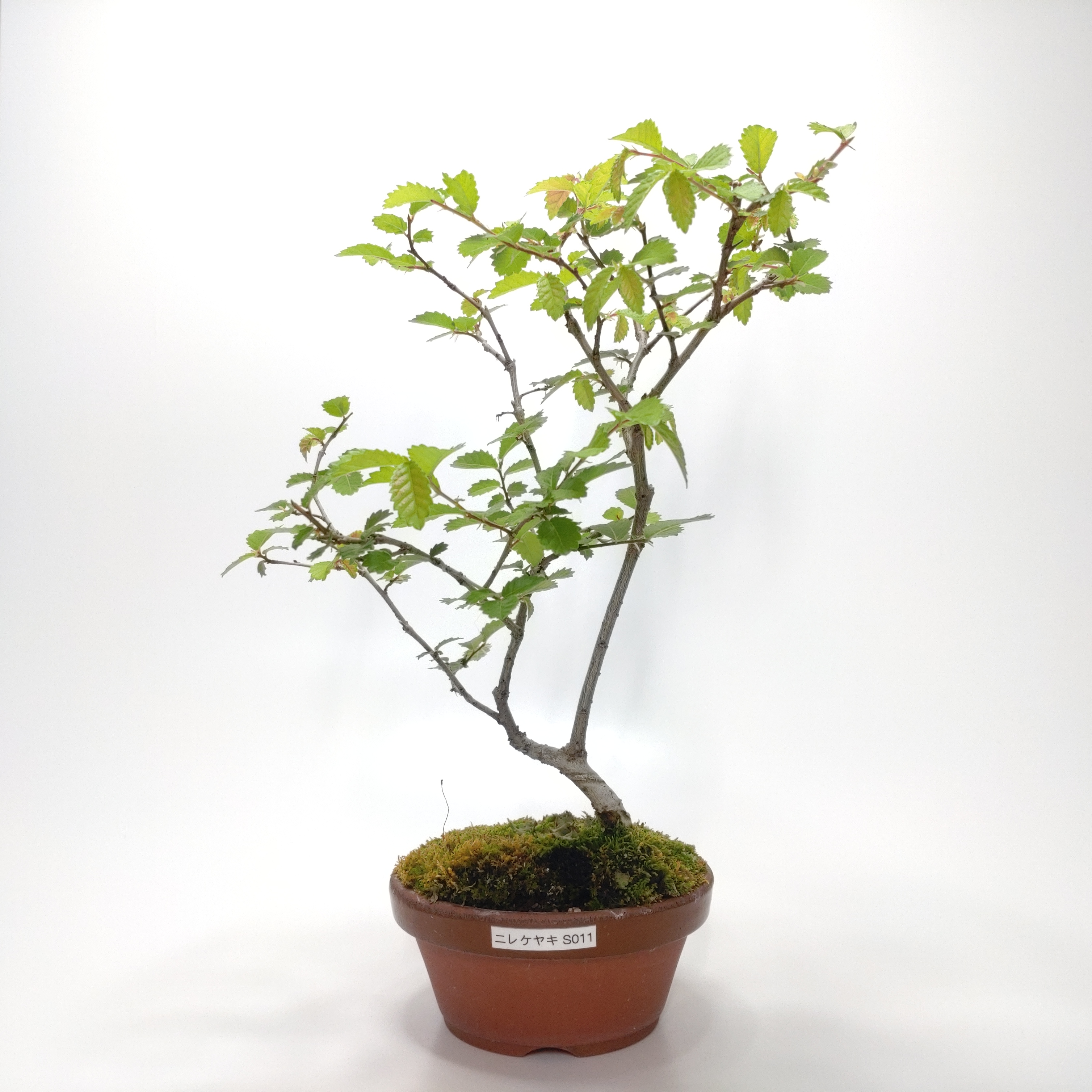 楡欅 にれけやき Ulmus parvifolia ニレケヤキ 紅葉 ニレ科 落葉樹 観賞用 盆栽 小品 現品 【SALE／59%OFF】