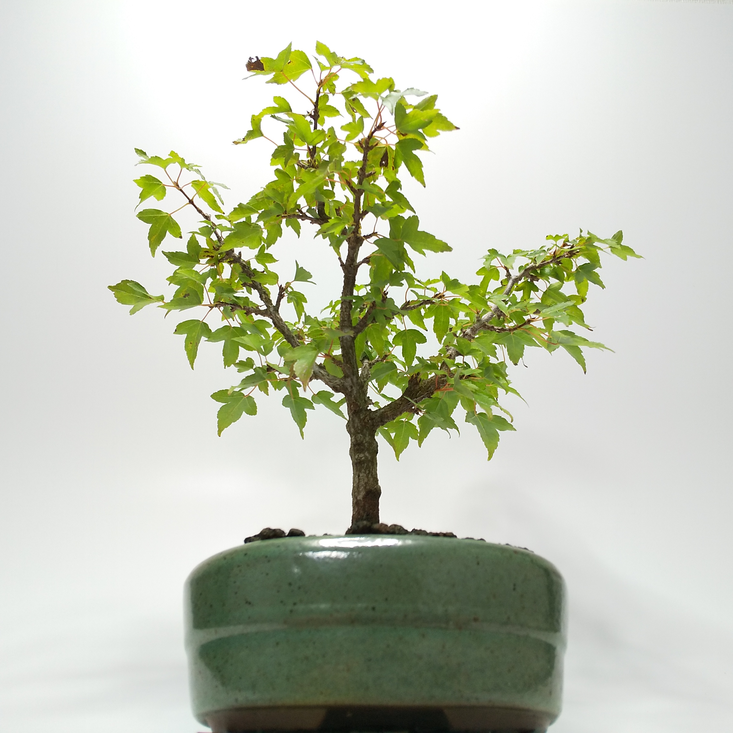 瓜膚楓（ウリハダカエデ）盆栽 瓜膚楓（ウリハダカエデ）盆栽 S001